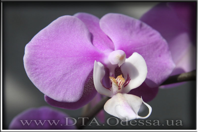 Phalaenopsis 'Hilo lip'