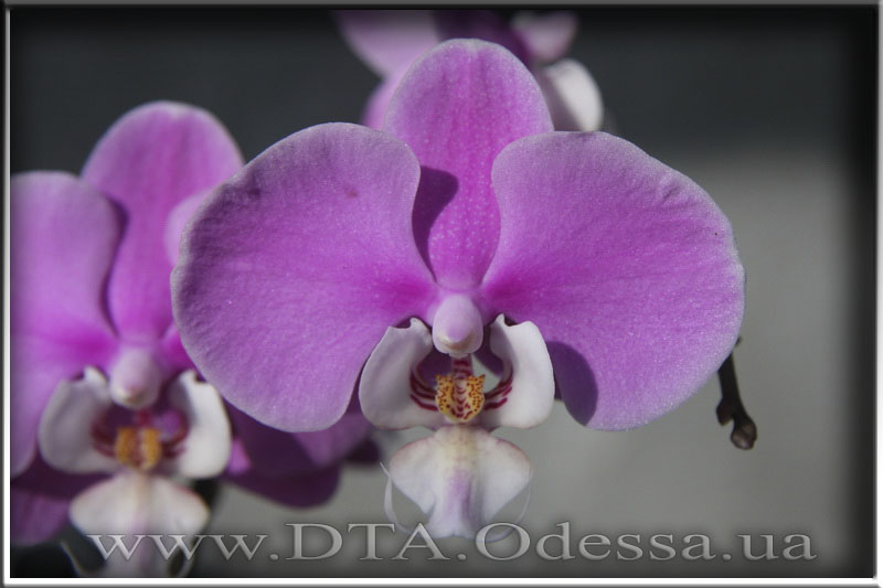 Phalaenopsis 'Hilo lip'