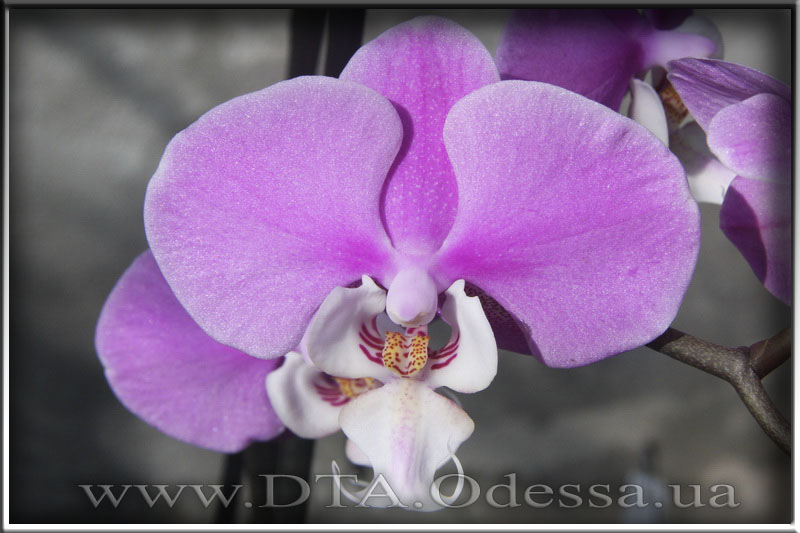 Phalaenopsis 'Hilo lip'