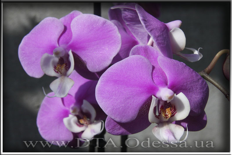 Phalaenopsis 'Hilo lip'