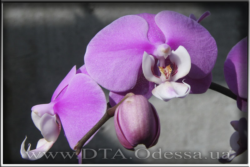 Phalaenopsis 'Hilo lip'