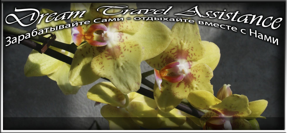 Phalaenopsis, Phalaenopsis 