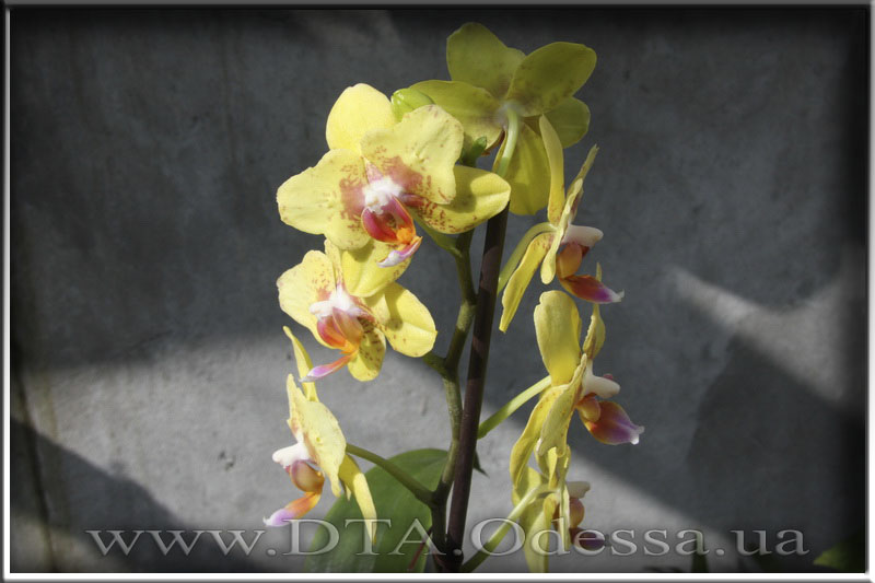 Phalaenopsis 'Unknown Hibrid'