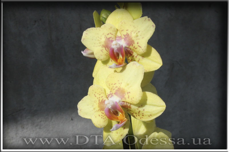 Phalaenopsis 'Unknown Hibrid'