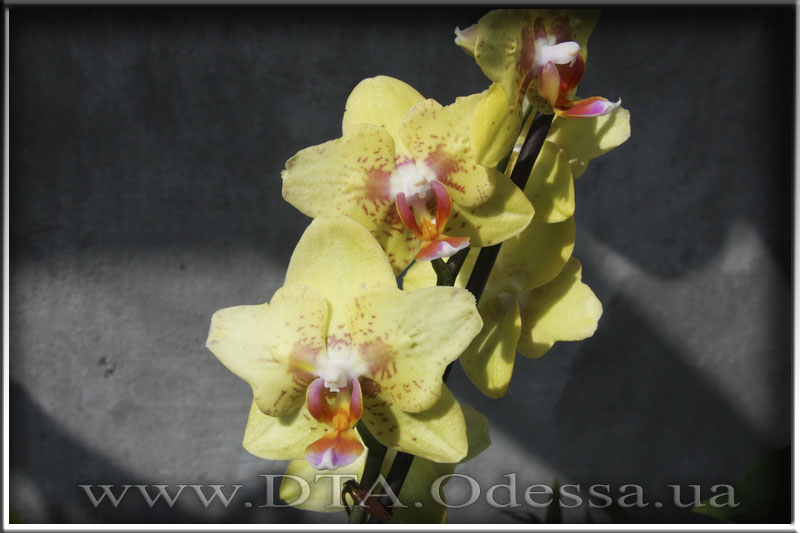 Phalaenopsis 'Unknown Hibrid'