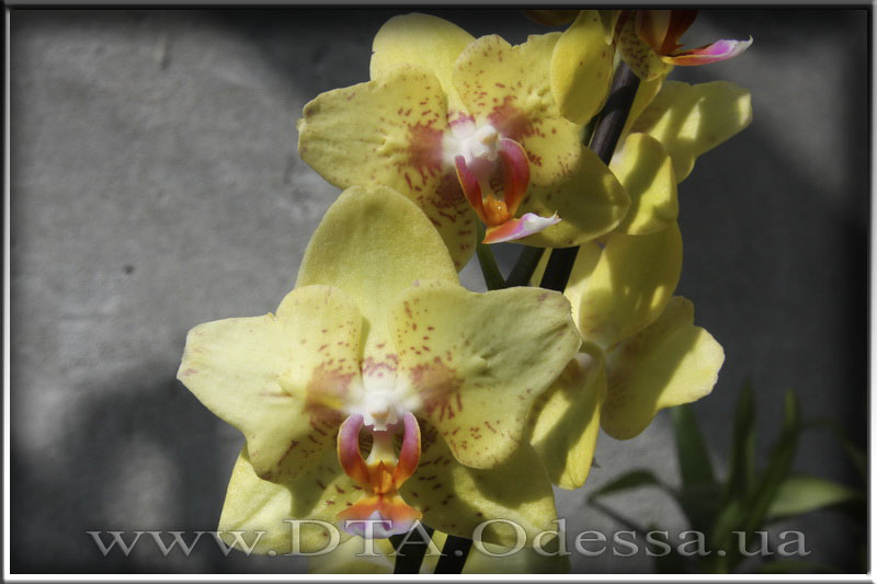 Phalaenopsis 'Unknown Hibrid'