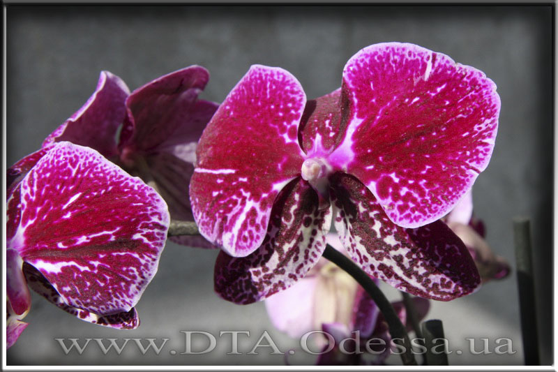 Phalaenopsis 'Unknown Hibrid'