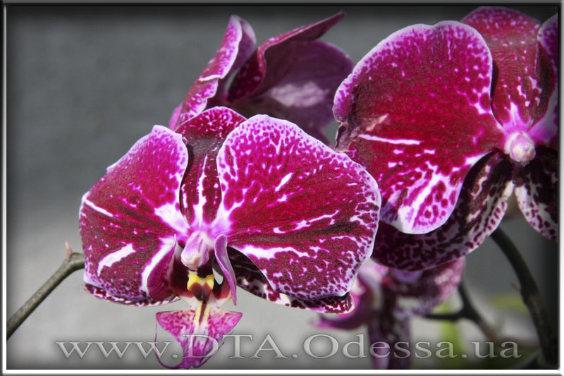 Phalaenopsis 'Unknown Hibrid'