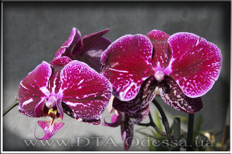 Phalaenopsis 'Unknown Hibrid'