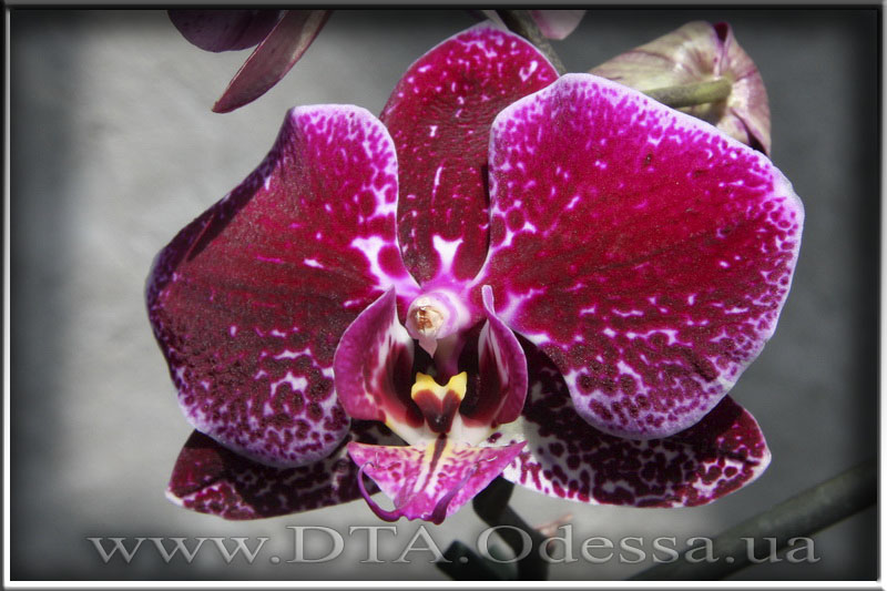 Phalaenopsis 'Unknown Hibrid'