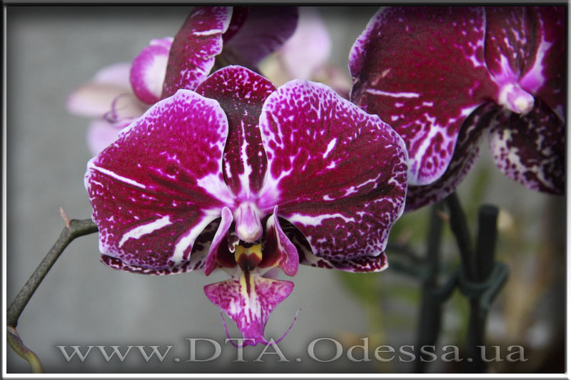 Phalaenopsis 'Unknown Hibrid'