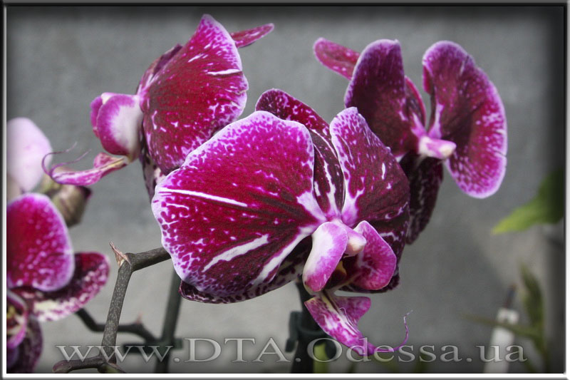 Phalaenopsis 'Unknown Hibrid'