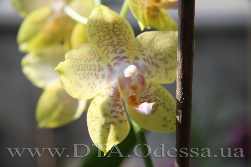 Phalaenopsis Brother Lawrence X Phal. Taipei Gold