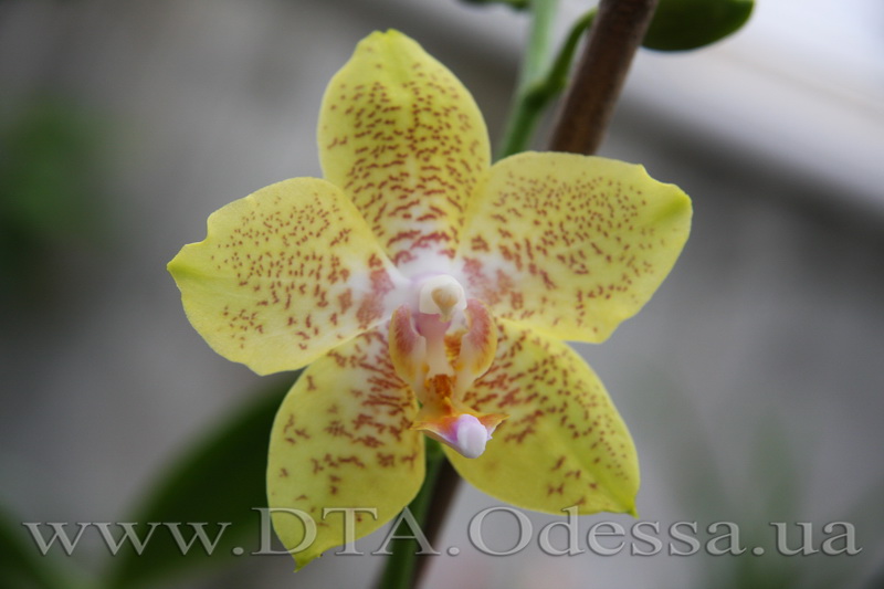 Phalaenopsis Brother Lawrence X Phal. Taipei Gold