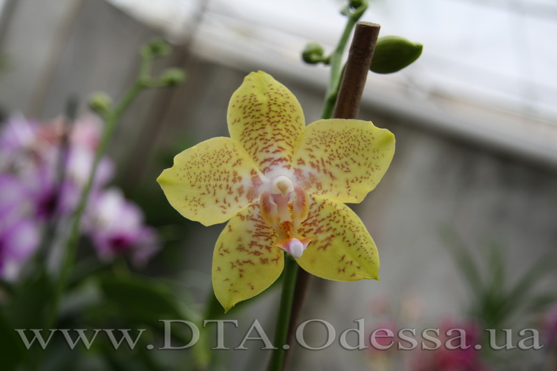 Phalaenopsis Brother Lawrence X Phal. Taipei Gold