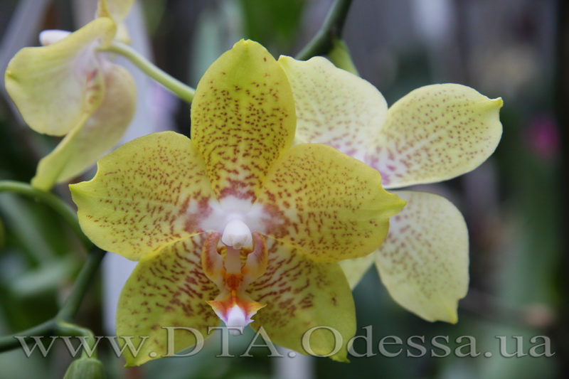 Phalaenopsis Brother Lawrence X Phal. Taipei Gold