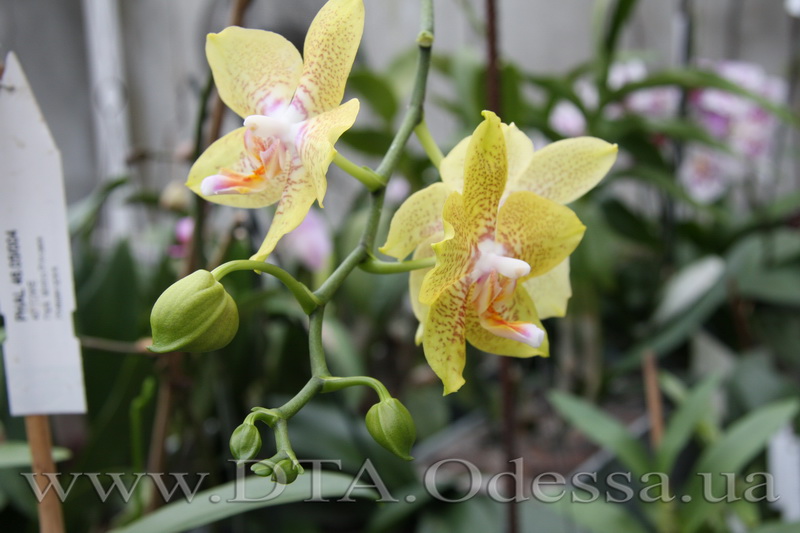 Phalaenopsis Brother Lawrence X Phal. Taipei Gold