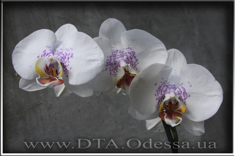 Phalaenopsis 'Unknown Hibrid'