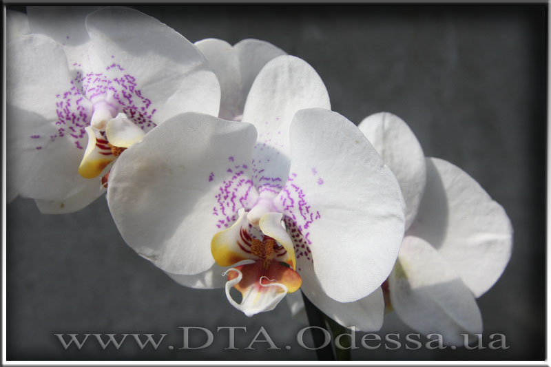 Phalaenopsis 'Unknown Hibrid'