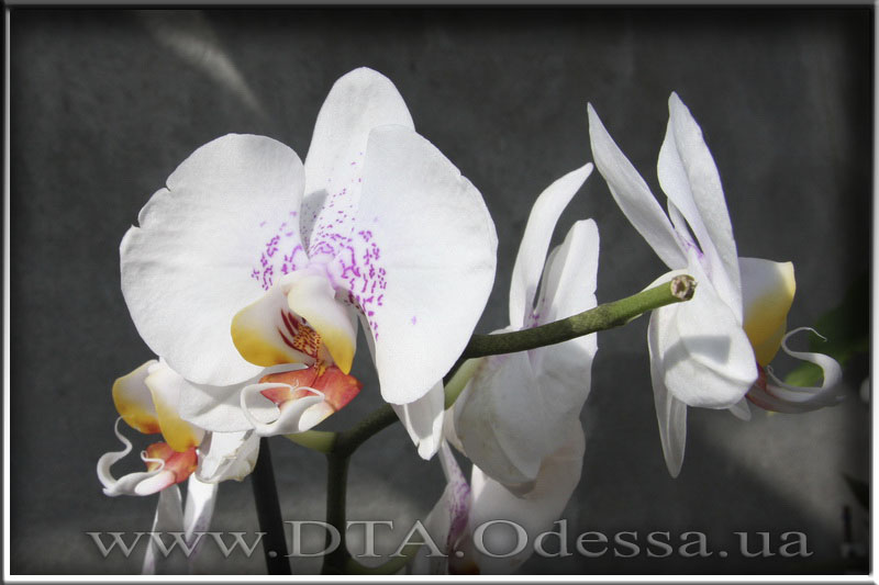 Phalaenopsis 'Unknown Hibrid'