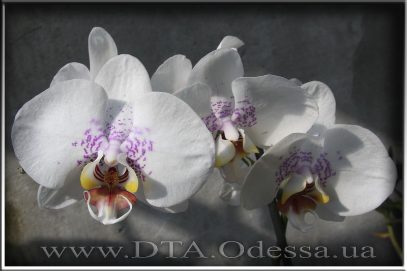 Phalaenopsis 'Unknown Hibrid'