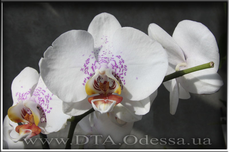 Phalaenopsis 'Unknown Hibrid'