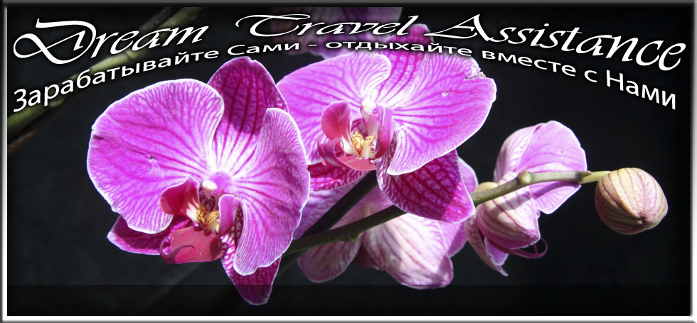 Phalaenopsis, Phalaenopsis 