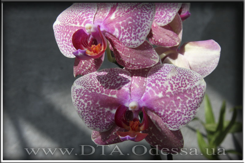 Phalaenopsis 'Unknown Hibrid'