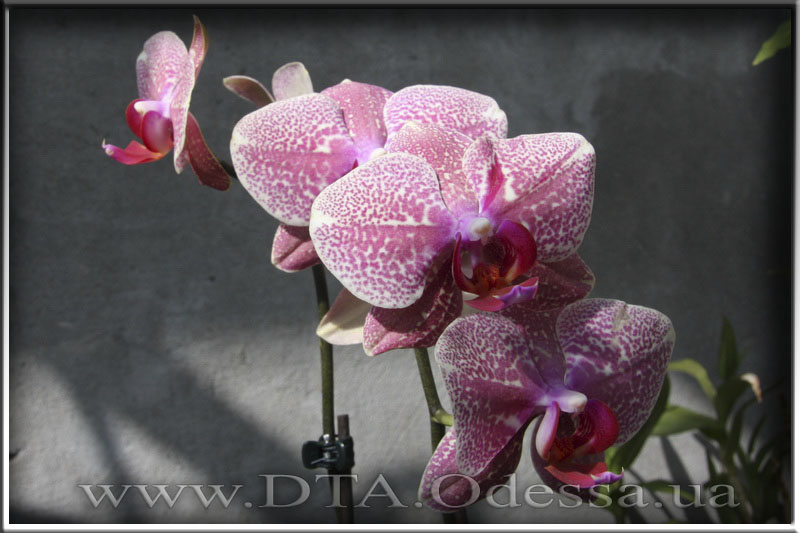 Phalaenopsis 'Unknown Hibrid'