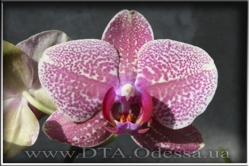 Phalaenopsis 'Unknown Hibrid'