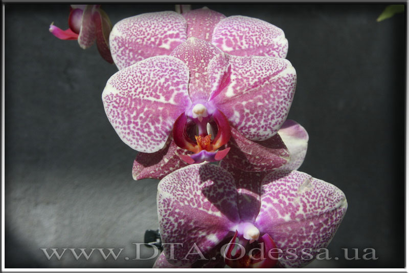 Phalaenopsis 'Unknown Hibrid'