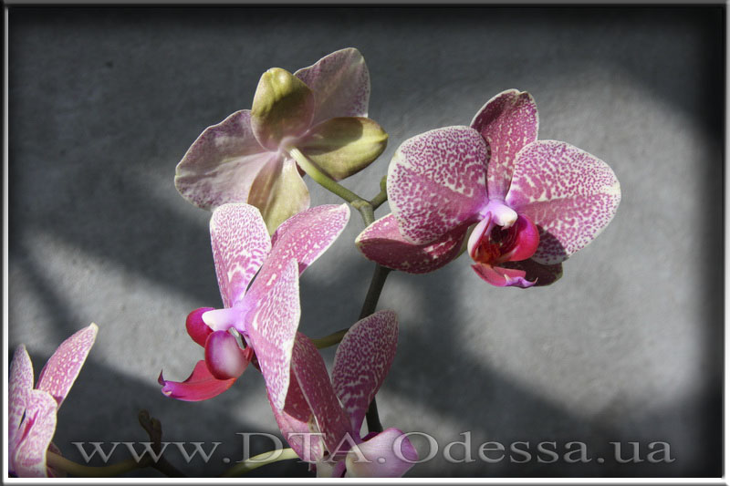 Phalaenopsis 'Unknown Hibrid'