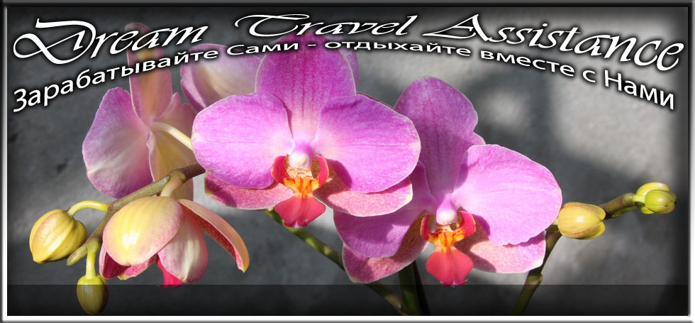 Phalaenopsis, Phalaenopsis 