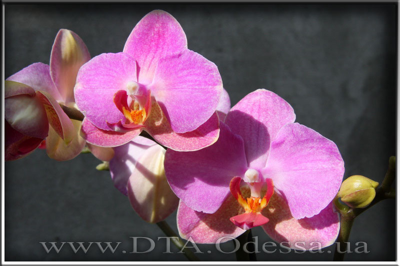 Phalaenopsis 'Unknown Hibrid'