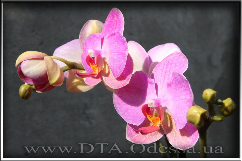 Phalaenopsis 'Unknown Hibrid'
