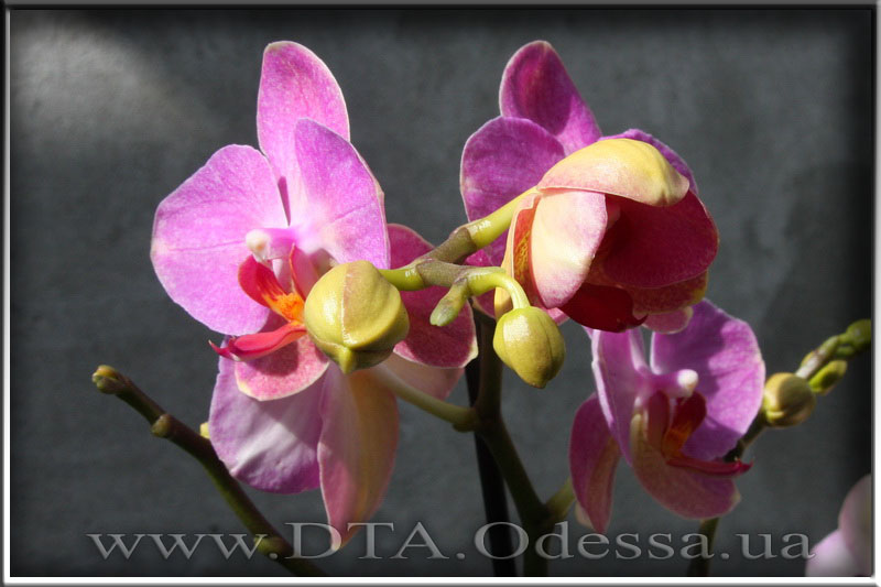 Phalaenopsis 'Unknown Hibrid'