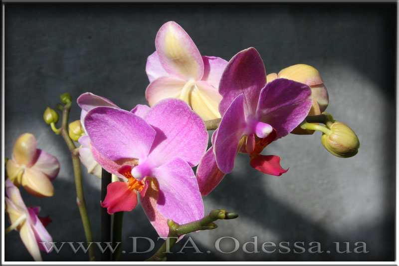 Phalaenopsis 'Unknown Hibrid'