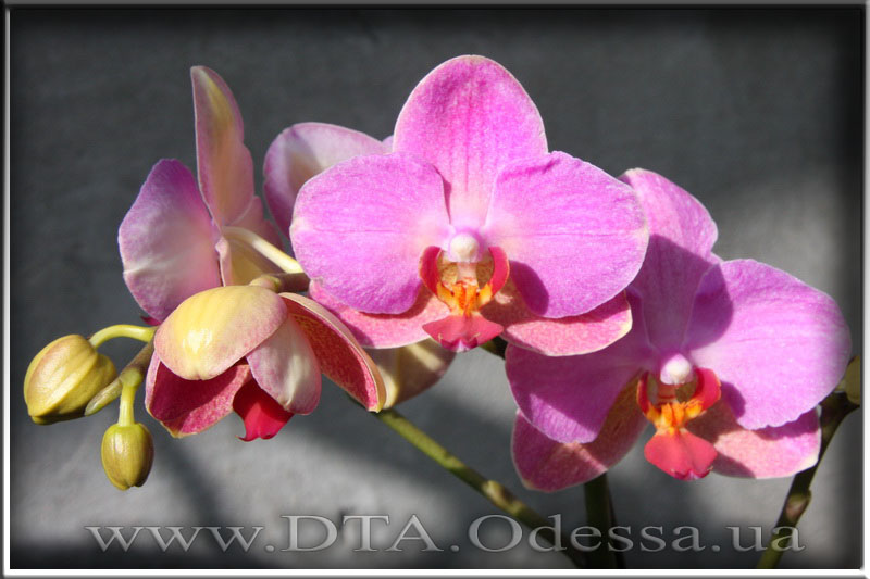 Phalaenopsis 'Unknown Hibrid'