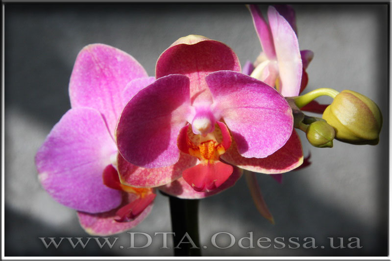 Phalaenopsis 'Unknown Hibrid'