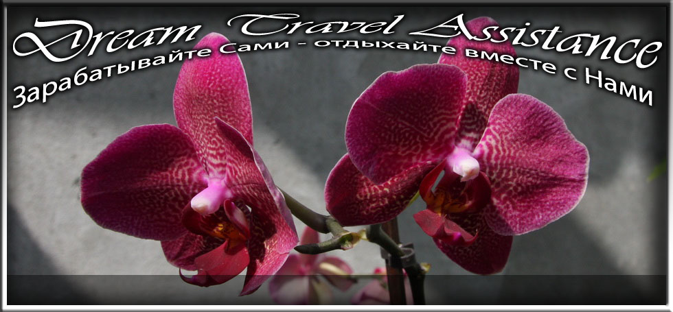 Phalaenopsis, Phalaenopsis 