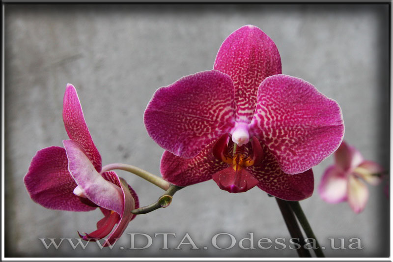 Phalaenopsis 'Unknown Hibrid'