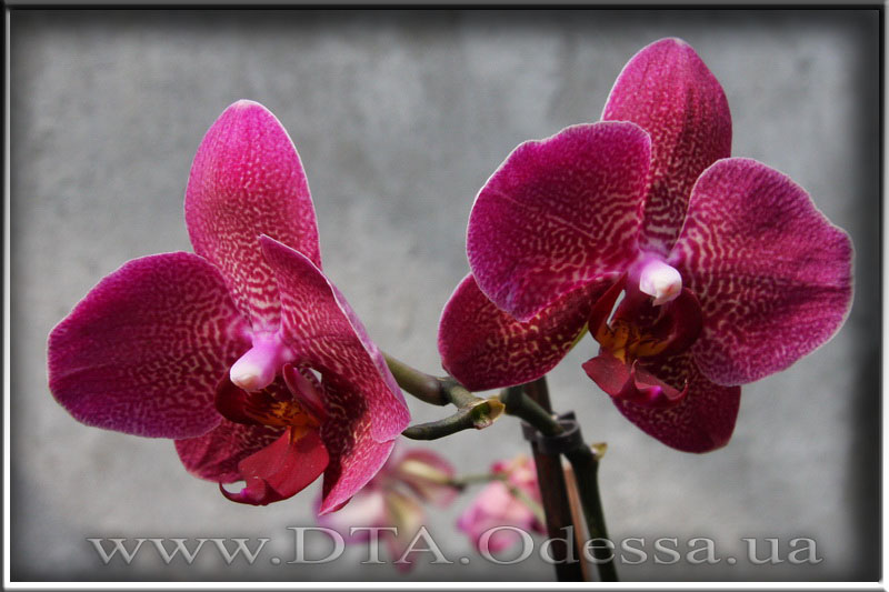 Phalaenopsis 'Unknown Hibrid'