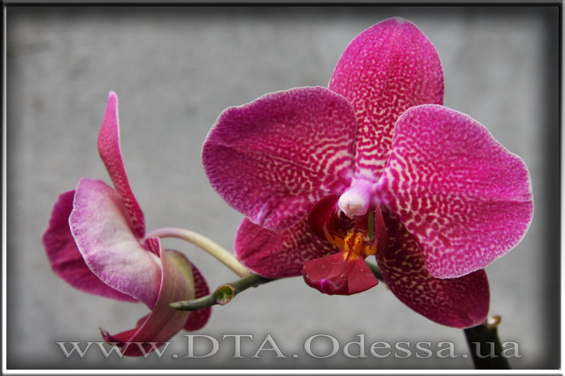 Phalaenopsis 'Unknown Hibrid'