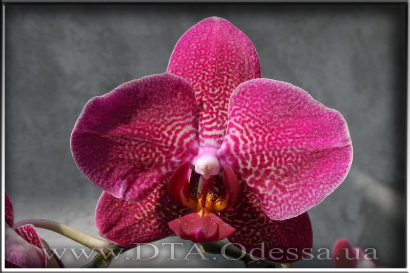 Phalaenopsis 'Unknown Hibrid'