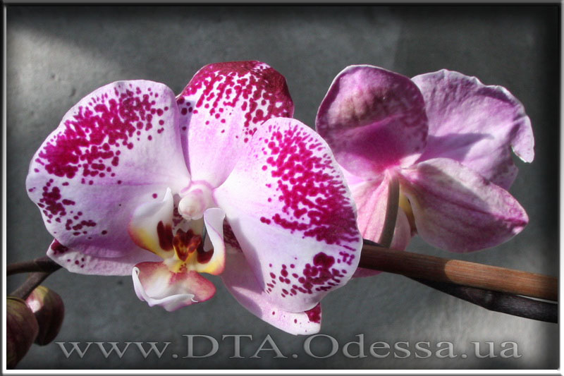 Phalaenopsis 'Unknown Hibrid'