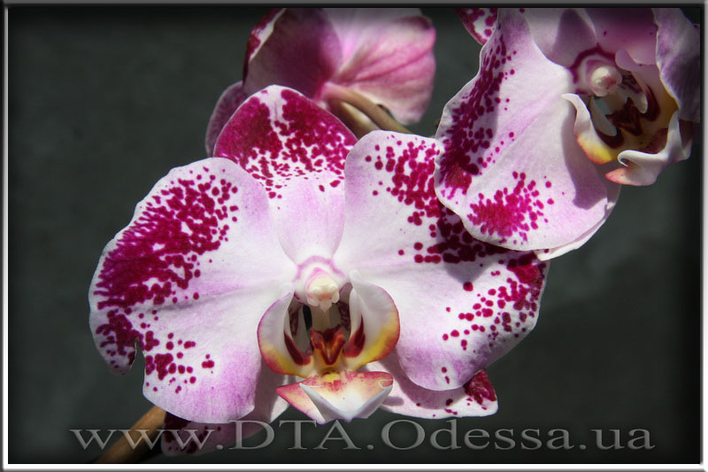 Phalaenopsis 'Unknown Hibrid'