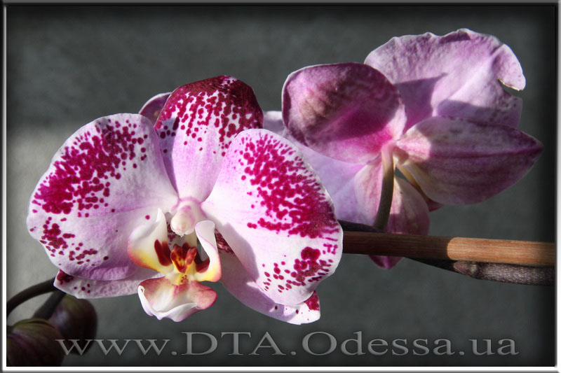 Phalaenopsis 'Unknown Hibrid'