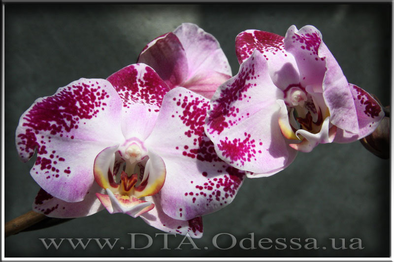 Phalaenopsis 'Unknown Hibrid'