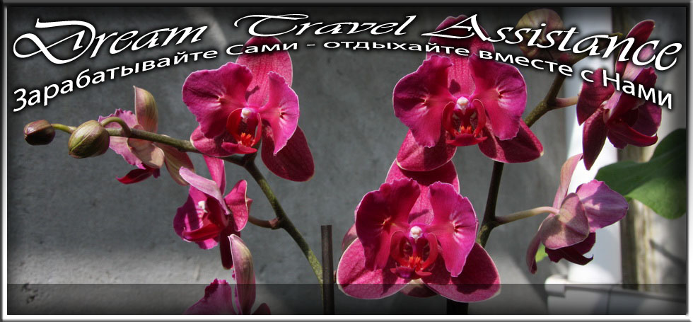 Phalaenopsis, Phalaenopsis 