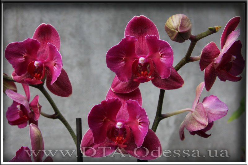 Phalaenopsis 'Fire Fighter'